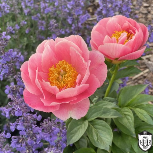 Paeonia 'Salmon Dream' - Pojeng 'Salmon Dream' C7/7L